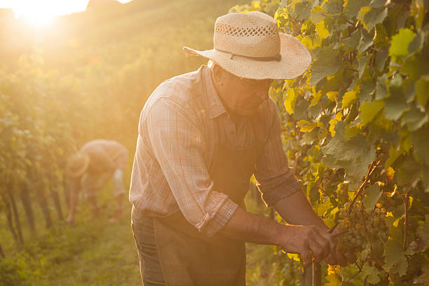 ALL FEATURED FRENCH FARMERS