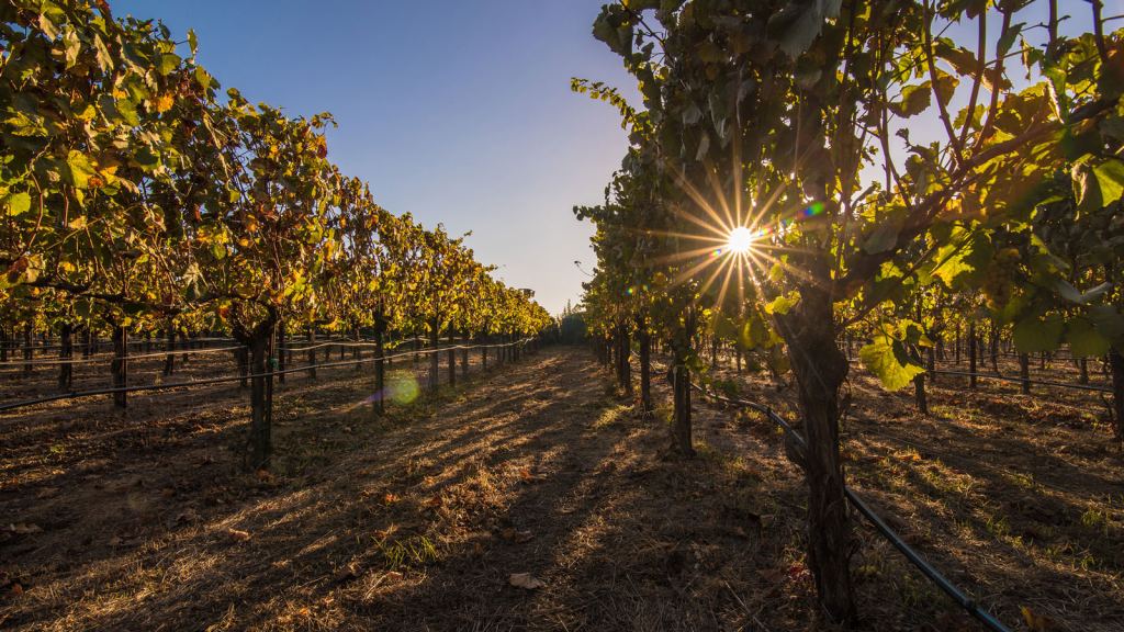 CALIFORNIA: 22 Vineyards 22 Trucks 1&nbsp;Dealership